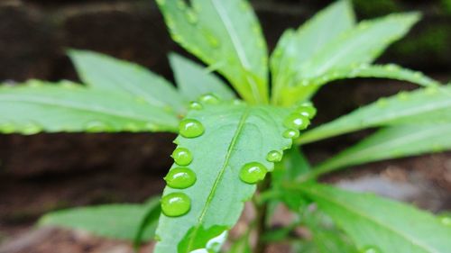 Water droplets on green leaf close-up photography