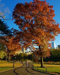 Trees in autumn against sky