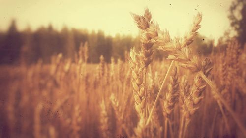 Plants growing on field at sunset