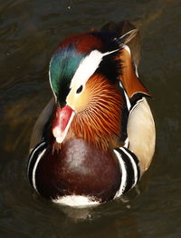 Close-up of duck in water