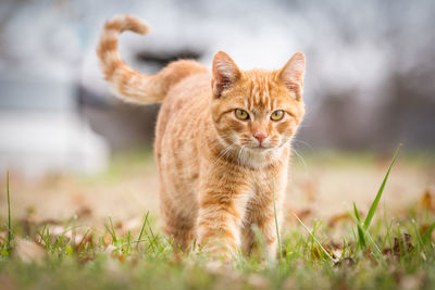 Portrait of cat on field