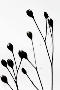 Close-up of flowers against clear sky