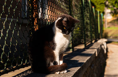 Black and white cat on street