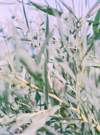 Full frame shot of plants growing on field