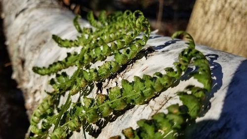 High angle view of vegetables