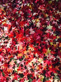 Full frame shot of red leaves