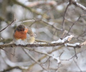 Close-up of robin perching on branch during winter