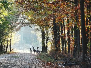 Rear view of people walking in forest during autumn