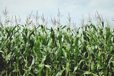 Plants growing in field