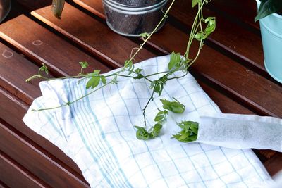 High angle view of plant on table