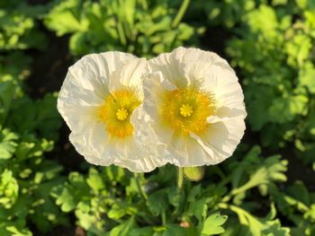 Close-up of white flowering plant