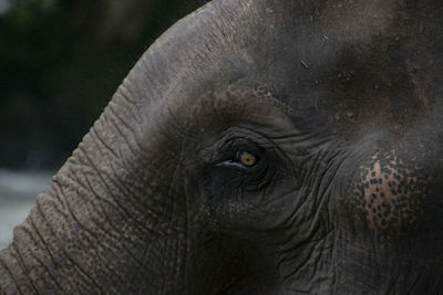 Close-up of elephant