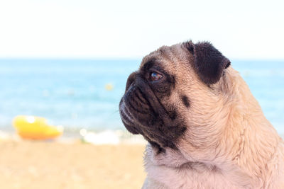 Sad pug dog sits on the beach and looks at the sea. pug relaxing and chilling out