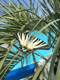 Close-up of butterfly on palm leaf