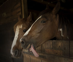 Close-up of horse in stable