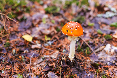 Close-up of mushroom growing on field