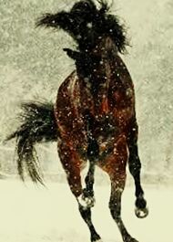 animal themes, one animal, high angle view, nature, shadow, day, water, outdoors, animals in the wild, wildlife, sand, close-up, reflection, walking, full length, cold temperature, black color, selective focus, wet, snow