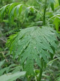 Close-up of wet plant leaves during rainy season