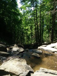 Trees in forest