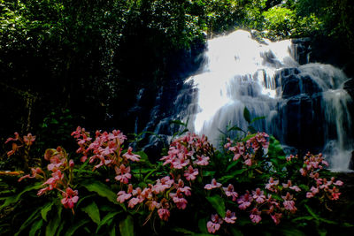 View of flowers growing in forest