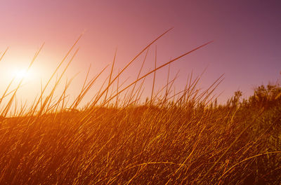 Scenic view of field against sky during sunset