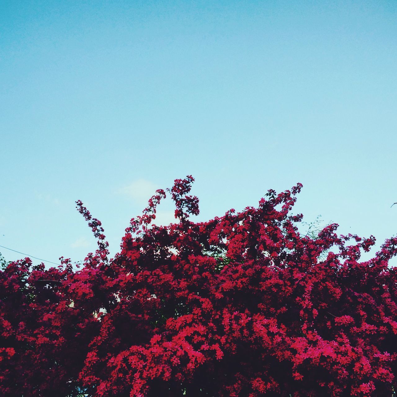 flower, clear sky, growth, beauty in nature, copy space, freshness, low angle view, tree, nature, fragility, blue, blooming, petal, in bloom, pink color, sky, plant, tranquility, blossom, red