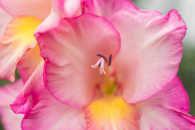 Close-up of pink rose flower