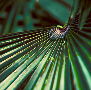 Closeup tropical green leaves nature and dark tone background concept. selective focus. copy space.