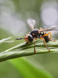 Fly on leaf