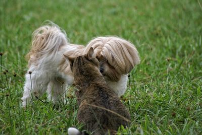 Dog relaxing on grassy field