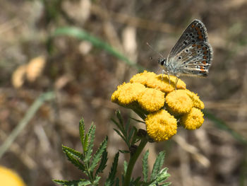 Close-up of butterfly pollinating on yellow flower