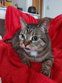 Portrait of cat relaxing at home