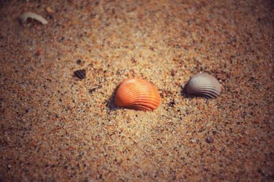 Close-up of seashell on beach