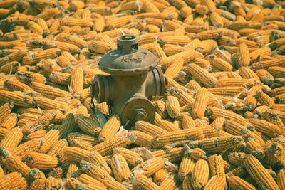 Old fire hydrants and lots of corn