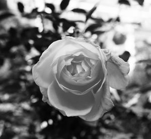 Close-up of rose against blurred background