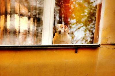 Close-up of dog in window