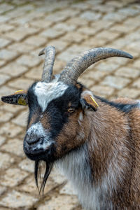 Close-up of goat on field