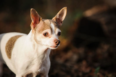 Close-up of dog looking away