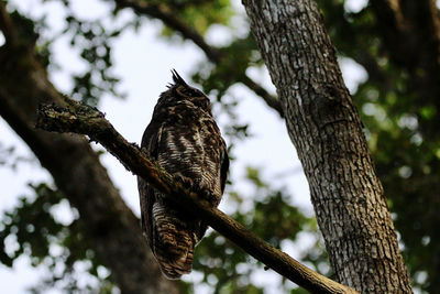 Low angle view of owl perching on tree