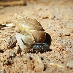 Close-up of lizard on sand