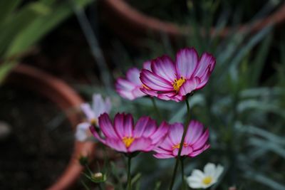 Close-up of pink flower blooming outdoors