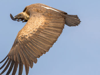 Low angle view of bird flying