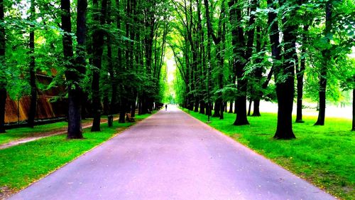 Empty road passing through forest