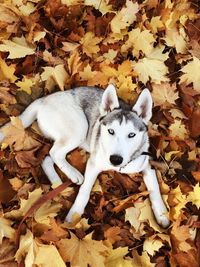 High angle view of dog lying on ground