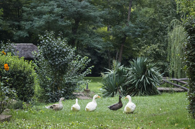 Flock of sheep on grass against trees