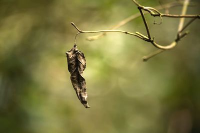 Close-up of grasshopper hanging on leaf