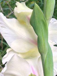 Close-up of white flowers blooming outdoors