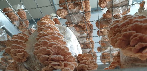 Close-up of ice cream for sale in store