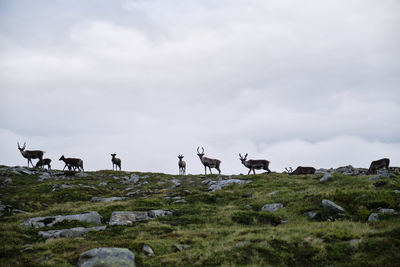 Scenic view of reindeer in the mountais