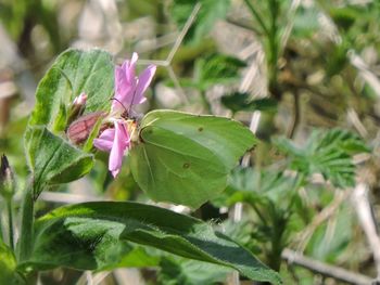 Close-up of pink flowers